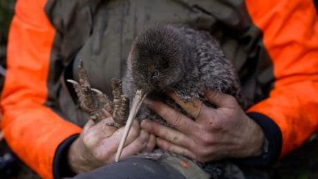 Neuseeland: Seltener Kiwi-Vogel wiederentdeckt
