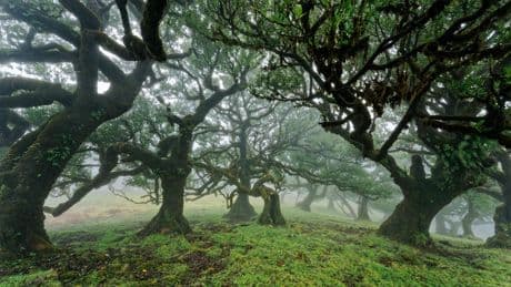 Waldbaden: Märchenhafte Natur und Bergwelten: Die schönsten Wälder in Europa