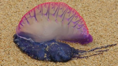 Estudian el ADN de las carabelas portuguesas y resuelven un misterio que duraba 250 años