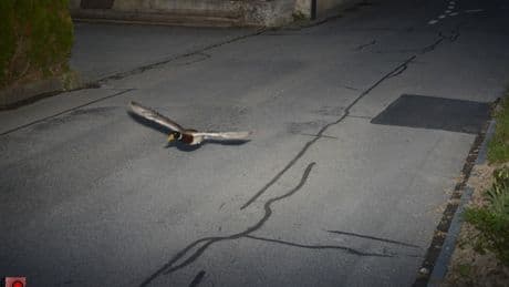 Schweiz: Ente im Blitzflug