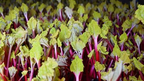 Herald Diary: Rhubarb is better than true love