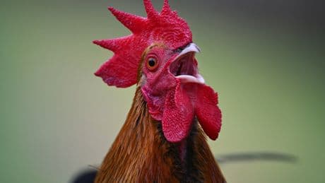 Cockerel owner hit with fine after neighbours complain about noisy bird