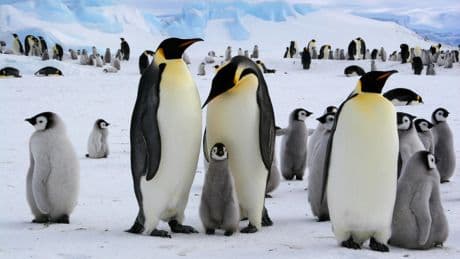 Les populations de manchots empereurs diminuent plus vite que prévu