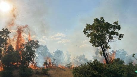 Bingöl'de 3 ayrı noktada orman yangını çıktı: Müdahale ile söndürüldü