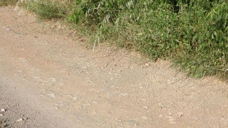 Reto visual: ¿Eres capaz de ver a la mariposa en menos de 30 segundos?