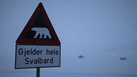 Eisbär auf Spitzbergen erschossen