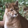 Ist es ein Puma?: Polizei sucht in Sachsen-Anhalt nach einer Großkatze – Bevölkerung gewarnt