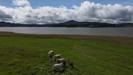 Mexico says US suspension of beef imports because of screwworm is unfair