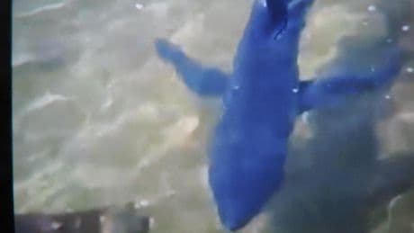 ¿Cómo son los tiburones de las costas españolas?