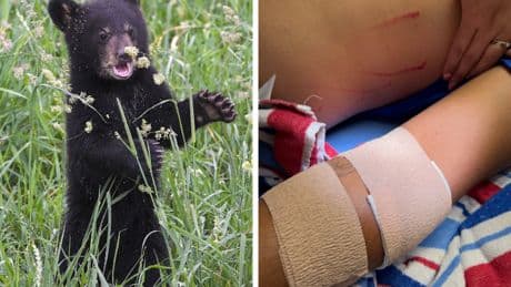 Florida man thought it was a good idea to yell at bears to ‘haze’ them away from his house. It wasn’t