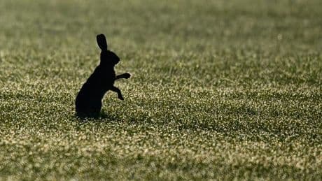 Geburtenzeit im Frühjahr: Feldhasen-Dichte in Brandenburg besonders niedrig