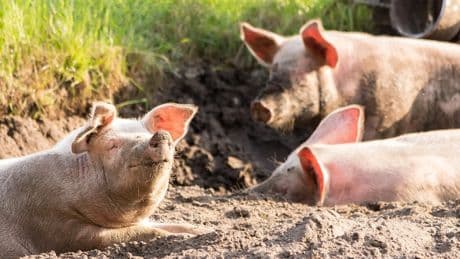 Científicos andaluces desarrollan un tratamiento con purines de cerdo que disminuye la contaminación