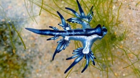 Warning to Spanish tourists after deadly 'blue dragons' spotted on beach