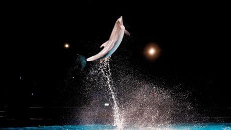Voorlopig geen boete voor Dolfinarium: rechter draait besluit staatssecretaris terug