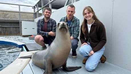Ronan The Sea Lion Can Keep A Beat As Well As Humans Can