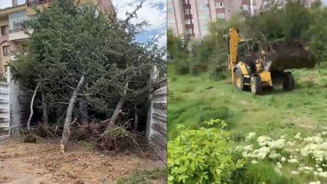 Sözde çevreciler sessizliğe büründü! CHP'li belediyeden ağaç katliamı