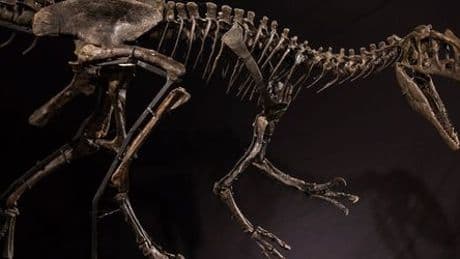 Dinosaurier: Nicht alle fleischfressenden Urzeitechsen hatten einen kräftigen Biss