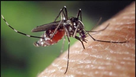 La imparable invasión del mosquito tigre