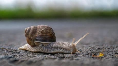 Schnecke sucht Liebe: Neuseeland startet ungewöhnliche Partnersuche