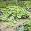 Cinq gestes indispensables pour planter vos courges au jardin