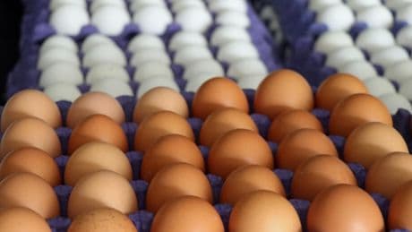 Kahvaltıların baş tacında büyük skandal! Yumurtalarda “Salmonella” tespit edildi: Yetkililer hemen geri çağırdı
