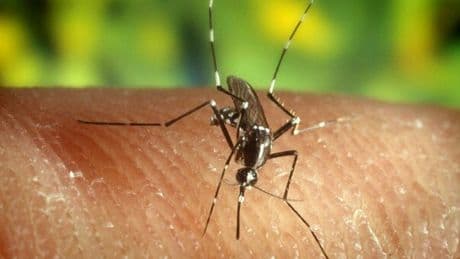Oropouche, tre casi in Gran Bretagna. Allerta per il virus nato in Sud America (e che non ha cura): i sintomi dalla febbre al dolore agli occhi