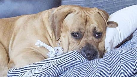 Police issue major update after 37 dogs found dead – with more remains found