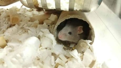 Des souris de labos en retraite dans une classe de primaire alsacienne