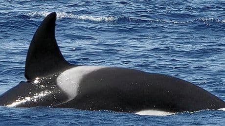 'Gladis Albarracín', la orca sospechosa de los ataques a veleros en aguas vascas