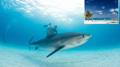 Tourist, 63, airlifted to hospital after shark attack while spearfishing in the Bahamas