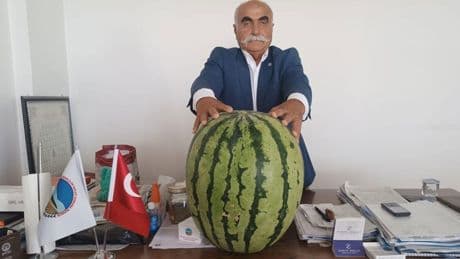 Tam 45 kilo! Bu karpuza bakan bir daha baktı