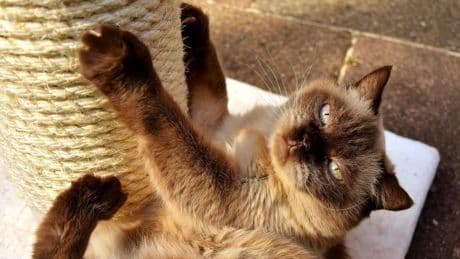 Gatos y conductas destructivas: cuándo preocuparse y cómo actuar