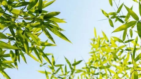 Large umbrella bamboo plant multi-pack worth £80 plummets to £20 in flash sale