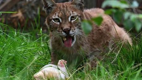 Dänemark: Zoo bittet um Haustier-Spenden als Futter für Raubtiere