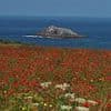 Desperate locals demand 'flower cops' to patrol park after kids trample over beloved poppy fields at Cornish landmark