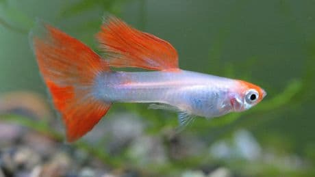 El lenguaje del color en los peces guppies, cuando se combinan ciencia y cuidados en el hogar
