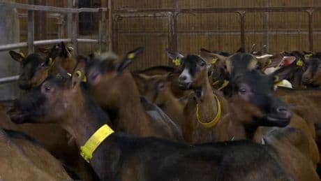 "Je constate simplement": face à la baisse de production de lait de ses chèvres, un agriculteur du Nord blâme les éoliennes