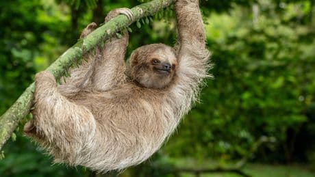 Deadly ‘sloth virus’ detected in UK for first time as health watchdog issues urgent warning