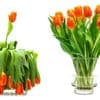 Floristen-Trick: Diese Hausmittel geben Tulpen den Frische-Kick