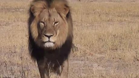 Anger after trophy hunter kills lion that was part of a research project