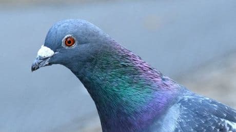 Polizei ermittelt in Grevenbroich: Armbrust-Schütze schießt auf Tiere – tote Taube stürzt in Garten