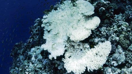 Climat : 84 % des récifs coralliens de la planète ont été touchés par le blanchissement depuis 2023, pointe l’Icri