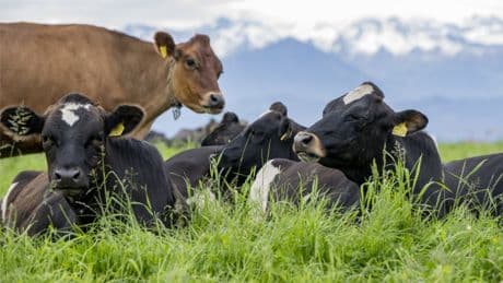 Schweiz: Wie Zölle die Schnitzelpreise treiben