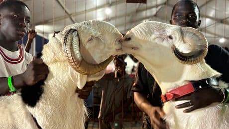 In Senegal, luxury sheep shine at a beauty contest and fetch a high price