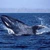 Ominous warning for humanity as blue whales go mysteriously silent