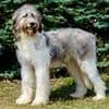 Revealed: The UK's most expensive dog breed that costs £16,000 to own