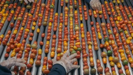 Trump impone un arancel del 20,91% a los tomates de México desde julio