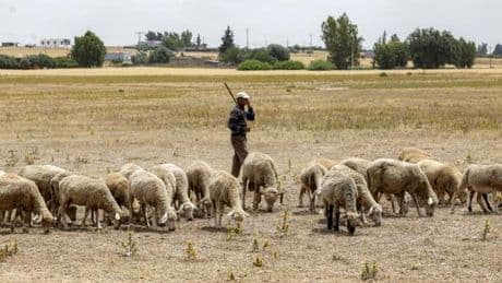 Au Maroc, une fête de l’Aïd sans sacrifice de mouton