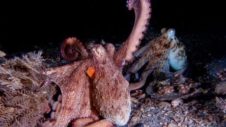 How to use 8 arms? Octopuses tend to explore with their front limbs