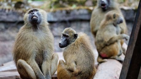 Nürnberger Tiergarten einen Tag geschlossen: Aktivisten vermuten, dass Paviane getötet werden – Besucher warten vergeblich auf Einlass